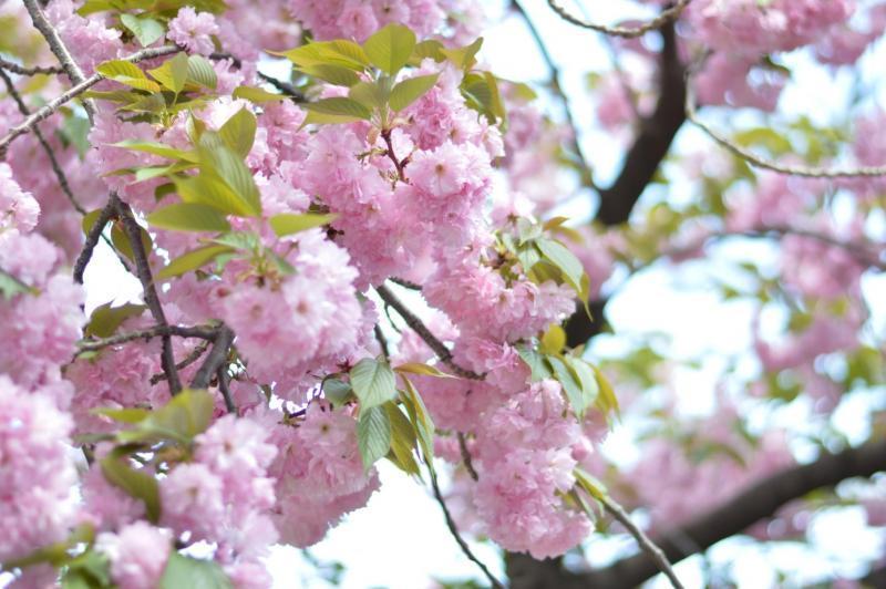 八重桜の時期がきました♡画像