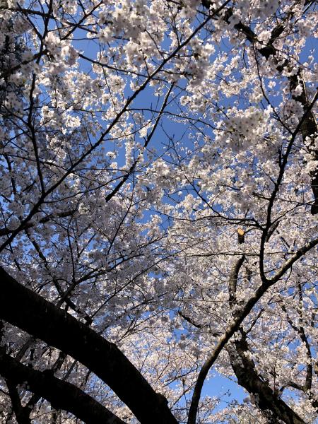 桜おそうじ画像