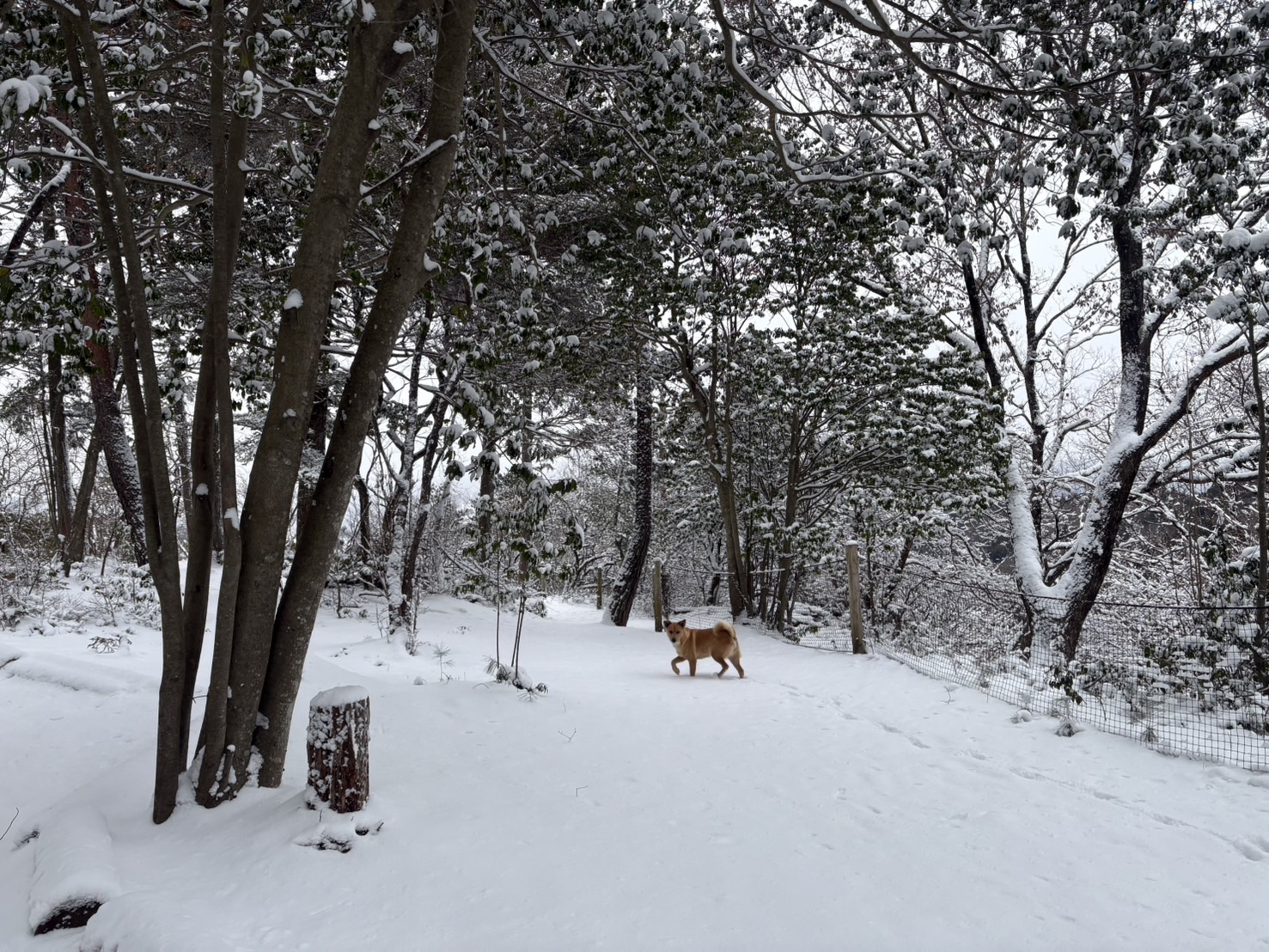 天からの贈り物