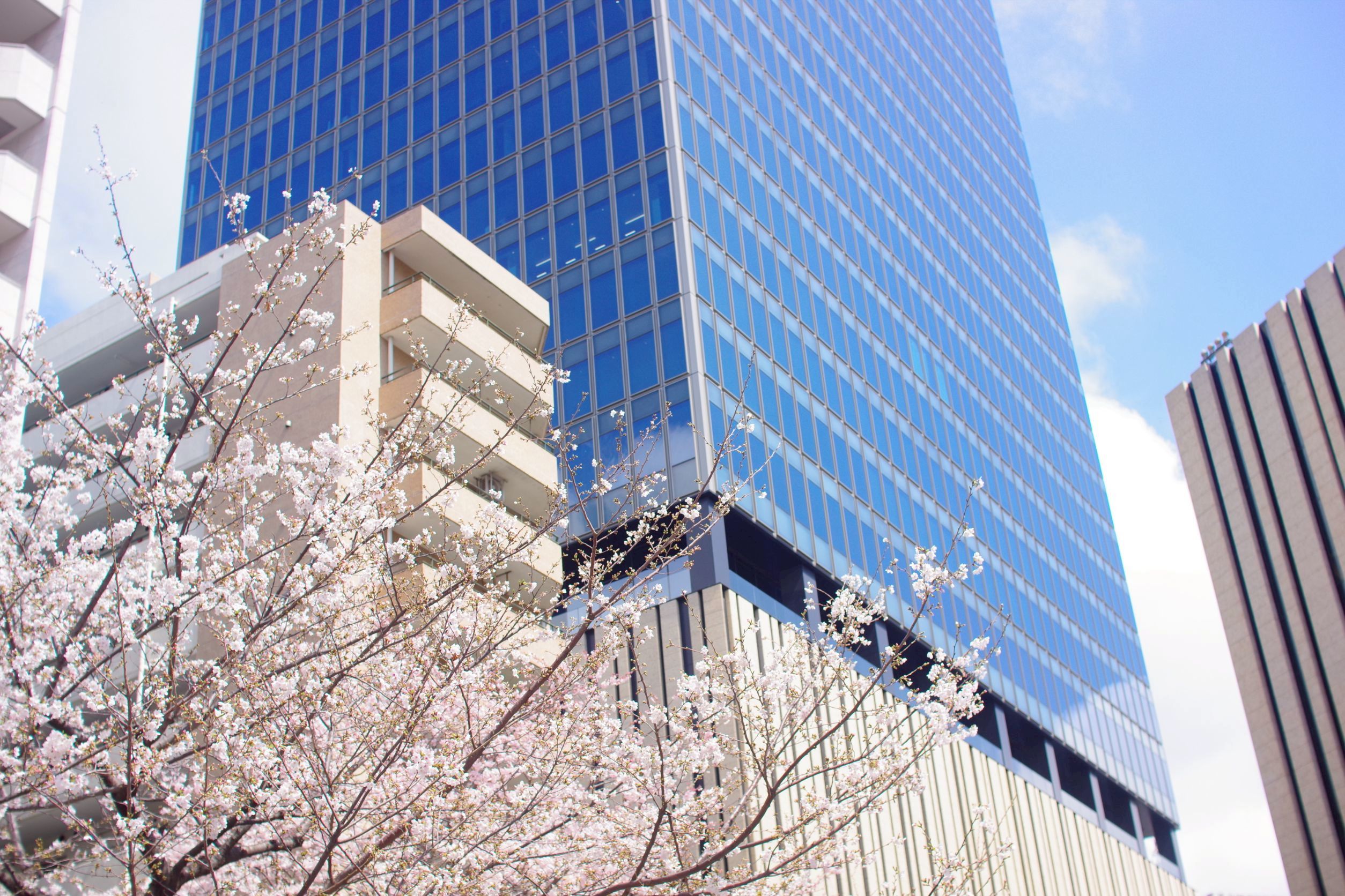 お花見日和！初朝そうじ！