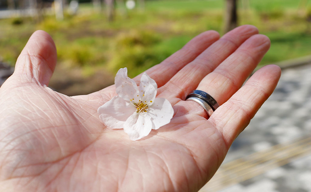 グリーンバード日本橋チーム活動中に見た桜