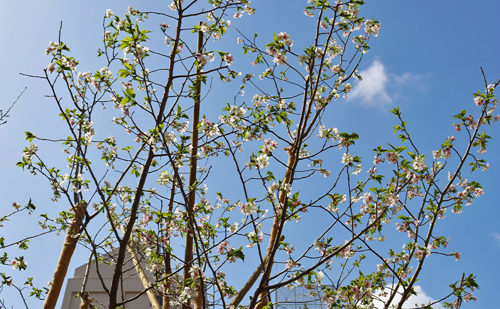 グリーンバード日本橋チーム活動中に見た桜
