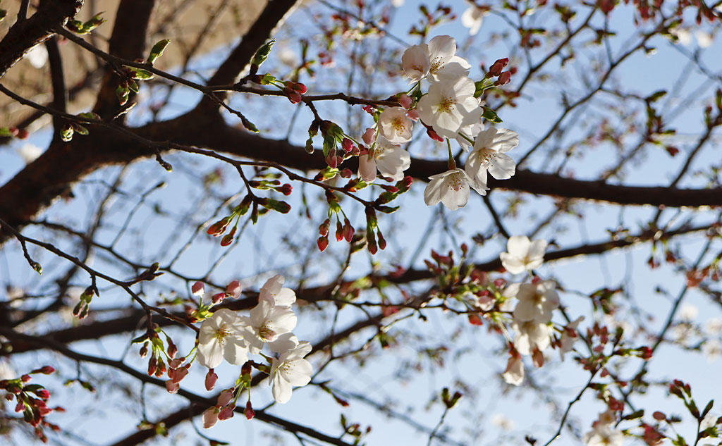 グリーンバード日本橋チーム活動中に見た桜
