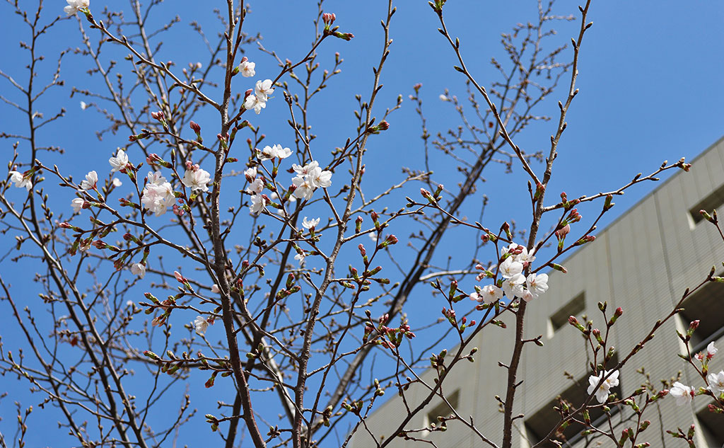グリーンバード日本橋チーム活動中に見た桜