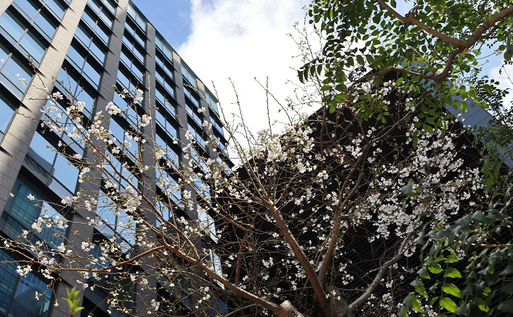 グリーンバード日本橋チーム活動中に見た桜