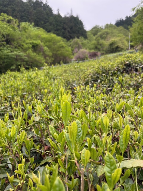 グリーンティーバード　遠山郷　高齢化でできなくなった茶畑を守ろう